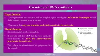 Finger domain:
• The finger domain also associates with the template region resulting in a 90° turn in the template which
helps to avoid confusion in the active site.
• This ensures that only one template nucleotide remains in the active site.
Thumb domain:
• It is not intimately involved in catalysis.
• It interacts with the DNA that has been synthesized
most recently and hold the primer:template
junction in the active site.
• This reduces the dissociation of the polymerase from
the template.
Chemistry of DNA synthesis
Dr. Riddhi Datta
 