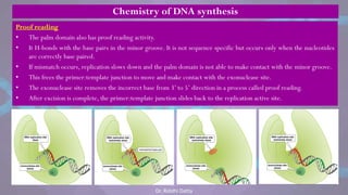 Proof reading
• The palm domain also has proof reading activity.
• It H-bonds with the base pairs in the minor groove. It is not sequence specific but occurs only when the nucleotides
are correctly base paired.
• If mismatch occurs, replication slows down and the palm domain is not able to make contact with the minor groove.
• This frees the primer:template junction to move and make contact with the exonuclease site.
• The exonuclease site removes the incorrect base from 3‘ to 5‘ direction in a process called proof reading.
• After excision is complete, the primer:template junction slides back to the replication active site.
Chemistry of DNA synthesis
Dr. Riddhi Datta
 