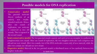 Possible models for DNA replication
• Conservative model:
The parental molecule
directs synthesis of an
entirely new double-
stranded molecule. Hence,
after one round of
replication, one molecule
is conserved as two old
strands. This is repeated in
the second round.
• Semi-conservative model: The two parental strands separate and each serves as a template to synthesize its
complementary new strand. After one round of replication, the two daughter molecules each comprises one
old and one new strand. After two rounds, two of the DNA molecules consist only of new material, while the
other two contain one old and one new strand.
• Dispersive model: Material in the two parental strands is distributed more or less randomly between two
daughter molecules. Dr. Riddhi Datta
 