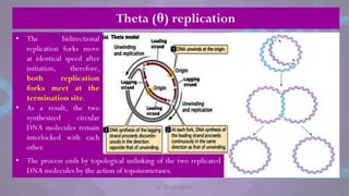 Dr. Riddhi Datta
• The bidirectional
replication forks move
at identical speed after
initiation, therefore,
both replication
forks meet at the
termination site.
• As a result, the two
synthesized circular
DNA molecules remain
interlocked with each
other.
Theta (θ) replication
• The process ends by topological unlinking of the two replicated
DNA molecules by the action of topoisomerases.
 