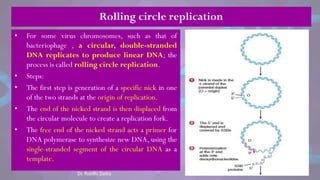 • For some virus chromosomes, such as that of
bacteriophage , a circular, double-stranded
DNA replicates to produce linear DNA; the
process is called rolling circle replication.
• Steps:
• The first step is generation of a specific nick in one
of the two strands at the origin of replication.
• The end of the nicked strand is then displaced from
the circular molecule to create a replication fork.
• The free end of the nicked strand acts a primer for
DNA polymerase to synthesize new DNA, using the
single-stranded segment of the circular DNA as a
template.
Rolling circle replication
Dr. Riddhi Datta
 