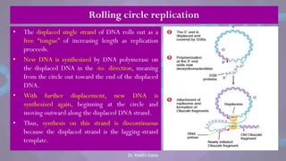 • The displaced single strand of DNA rolls out as a
free ―tongue‖ of increasing length as replication
proceeds.
• New DNA is synthesized by DNA polymerase on
the displaced DNA in the -to- direction, meaning
from the circle out toward the end of the displaced
DNA.
• With further displacement, new DNA is
synthesized again, beginning at the circle and
moving outward along the displaced DNA strand.
• Thus, synthesis on this strand is discontinuous
because the displaced strand is the lagging-strand
template.
Rolling circle replication
Dr. Riddhi Datta
 