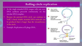 • As the single-stranded DNA tongue rolls out, new
DNA synthesis proceeds continuously on the
circular DNA template.
• Because the parental DNA circle can continue to
―roll,‖ a linear double stranded DNA molecule can
be produced that is longer than the circumference
of the circle.
• Example: Replication of λ phage DNA.
Rolling circle replication
Dr. Riddhi Datta
 