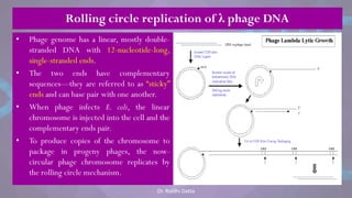 • Phage genome has a linear, mostly double-
stranded DNA with 12-nucleotide-long,
single-stranded ends.
• The two ends have complementary
sequences—they are referred to as ―sticky‖
ends and can base pair with one another.
• When phage infects E. coli, the linear
chromosome is injected into the cell and the
complementary ends pair.
• To produce copies of the chromosome to
package in progeny phages, the now-
circular phage chromosome replicates by
the rolling circle mechanism.
Rolling circle replication of λ phage DNA
Dr. Riddhi Datta
 