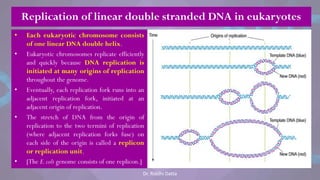 • Each eukaryotic chromosome consists
of one linear DNA double helix.
• Eukaryotic chromosomes replicate efficiently
and quickly because DNA replication is
initiated at many origins of replication
throughout the genome.
• Eventually, each replication fork runs into an
adjacent replication fork, initiated at an
adjacent origin of replication.
• The stretch of DNA from the origin of
replication to the two termini of replication
(where adjacent replication forks fuse) on
each side of the origin is called a replicon
or replication unit.
• [The E.coli genome consists of one replicon.]
Replication of linear double stranded DNA in eukaryotes
Dr. Riddhi Datta
 