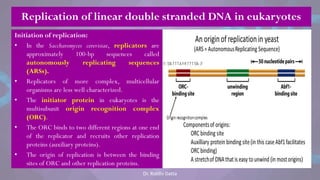 Initiation of replication:
• In the Saccharomyces cerevisiae, replicators are
approximately 100-bp sequences called
autonomously replicating sequences
(ARSs).
• Replicators of more complex, multicellular
organisms are less well characterized.
• The initiator protein in eukaryotes is the
multisubunit origin recognition complex
(ORC).
• The ORC binds to two different regions at one end
of the replicator and recruits other replication
proteins (auxiliary proteins).
• The origin of replication is between the binding
sites of ORC and other replication proteins.
Replication of linear double stranded DNA in eukaryotes
Dr. Riddhi Datta
 