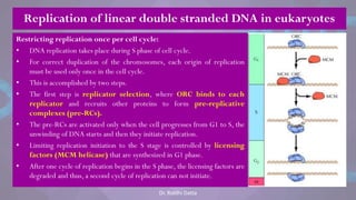 Restricting replication once per cell cycle:
• DNA replication takes place during S phase of cell cycle.
• For correct duplication of the chromosomes, each origin of replication
must be used only once in the cell cycle.
• This is accomplished by two steps.
• The first step is replicator selection, where ORC binds to each
replicator and recruits other proteins to form pre-replicative
complexes (pre-RCs).
• The pre-RCs are activated only when the cell progresses from G1 to S, the
unwinding of DNA starts and then they initiate replication.
• Limiting replication initiation to the S stage is controlled by licensing
factors (MCM helicase) that are synthesized in G1 phase.
• After one cycle of replication begins in the S phase, the licensing factors are
degraded and thus, a second cycle of replication can not initiate.
Replication of linear double stranded DNA in eukaryotes
Dr. Riddhi Datta
 