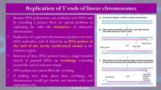 • Because DNA polymerases can synthesize new DNA only
by extending a primer, there are special problems in
replicating the ends—the telomeres—of eukaryotic
chromosomes .
• Replication of a parental chromosome produces two new
DNA molecules, each of which has an RNA primer at
the end of the newly synthesized strand in the
telomere region.
• Removal of these RNA primers leaves a single-stranded
stretch of parental DNA—an overhang—extending
beyond the end of each new strand.
• DNA polymerase cannot fill in the overhang.
• If nothing were done about these overhangs, the
chromosomes would get shorter and shorter with each
replication cycle.
Replication of 5’ ends of linear chromosomes
Dr. Riddhi Datta
 
