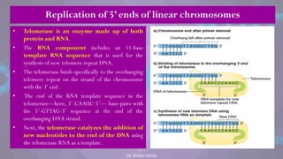 • Telomerase is an enzyme made up of both
protein and RNA.
• The RNA component includes an 11-base
template RNA sequence that is used for the
synthesis of new telomere repeat DNA.
• The telomerase binds specifically to the overhanging
telomere repeat on the strand of the chromosome
with the 3‘ end .
• The end of the RNA template sequence in the
telomerase—here, 3‘-CAAUC-5‘— base-pairs with
the 5‘-GTTAG-3‘ sequence at the end of the
overhanging DNA strand.
• Next, the telomerase catalyzes the addition of
new nucleotides to the end of the DNA using
the telomerase RNA as a template.
Replication of 5’ ends of linear chromosomes
Dr. Riddhi Datta
 