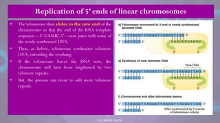• The telomerase then slides to the new end of the
chromosome so that the end of the RNA template
sequence—3‘-CAAUC-5‘—now pairs with some of
the newly synthesized DNA.
• Then, as before, telomerase synthesizes telomere
DNA, extending the overhang.
• If the telomerase leaves the DNA now, the
chromosome will have been lengthened by two
telomere repeats.
• But, the process can recur to add more telomere
repeats.
Replication of 5’ ends of linear chromosomes
Dr. Riddhi Datta
 