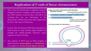 • Then, when the chromosome is replicated using the
elongated strand as a template, and the primer of the
new DNA strand is removed, there will still be an
overhang—but any net shortening of the
chromosome will have been more than compensated
for due to the action of telomerase.
• In most cells, the telomere DNA then loops back on
itself to form a t-loop, with the single stranded end
invading the double-stranded telomeric repeat
sequences to form a D-loop.
• The synthesis of DNA from an RNA template is
called reverse transcription, so telomerase is
an example of a reverse transcriptase enzyme.
Replication of 5’ ends of linear chromosomes
Dr. Riddhi Datta
 
