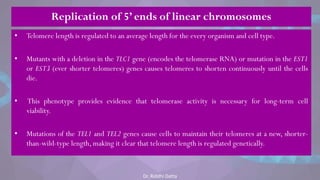 • Telomere length is regulated to an average length for the every organism and cell type.
• Mutants with a deletion in the TLC1 gene (encodes the telomerase RNA) or mutation in the EST1
or EST3 (ever shorter telomeres) genes causes telomeres to shorten continuously until the cells
die.
• This phenotype provides evidence that telomerase activity is necessary for long-term cell
viability.
• Mutations of the TEL1 and TEL2 genes cause cells to maintain their telomeres at a new, shorter-
than-wild-type length, making it clear that telomere length is regulated genetically.
Replication of 5’ ends of linear chromosomes
Dr. Riddhi Datta
 