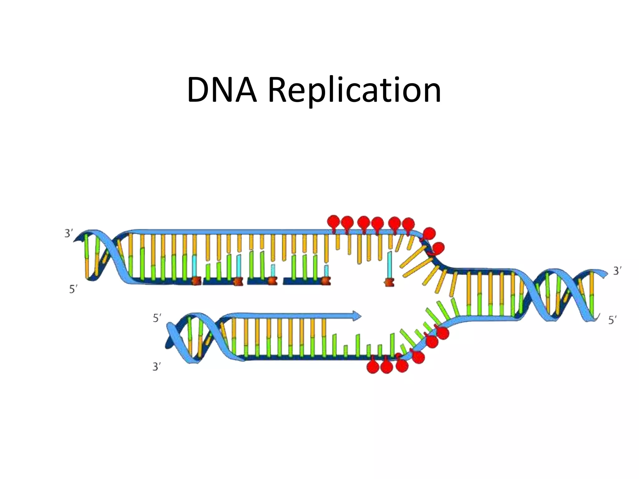 Why Is The Replication Of Dna Called Semiconservative 25 - a92ittz