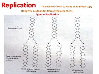 DNA Replication | PPTX