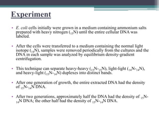 Experiment
• E. coli cells initially were grown in a medium containing ammonium salts
prepared with heavy nitrogen (15N) until the entire cellular DNA was
labeled.
• After the cells were transferred to a medium containing the normal light
isotope (14N), samples were removed periodically from the cultures and the
DNA in each sample was analyzed by equilibrium density-gradient
centrifugation.
• This technique can separate heavy-heavy (15N-15N), light-light (14N-14N),
and heavy-light (15N-14N) duplexes into distinct bands.
• After one generation of growth, the entire extracted DNA had the density
of 15N-14N DNA.
• After two generations, approximately half the DNA had the density of 15N-
14N DNA; the other half had the density of 15N-14N DNA.
 