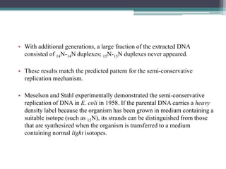 • With additional generations, a large fraction of the extracted DNA
consisted of 14N-14N duplexes; 15N-15N duplexes never appeared.
• These results match the predicted pattern for the semi-conservative
replication mechanism.
• Meselson and Stahl experimentally demonstrated the semi-conservative
replication of DNA in E. coli in 1958. If the parental DNA carries a heavy
density label because the organism has been grown in medium containing a
suitable isotope (such as 15N), its strands can be distinguished from those
that are synthesized when the organism is transferred to a medium
containing normal light isotopes.
 