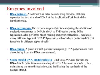 Enzymes involved
• DNA helicase- Also known as helix destabilizing enzyme. Helicase
separates the two strands of DNA at the Replication Fork behind the
topoisomerase.
• DNA polymerase- The enzyme responsible for catalyzing the addition of
nucleotide substrates to DNA in the 5′ to 3′ direction during DNA
replication. Also performs proof-reading and error correction. There exist
many different types of DNA Polymerase, each of which performs different
functions in different types of cells.
• DNA clamp- A protein which prevents elongating DNA polymerases from
dissociating from the DNA parent strand.
• Single-strand DNA-binding protein- Bind to ssDNA and prevent the
DNA double helix from re-annealing after DNA helicase unwinds it, thus
maintaining the strand separation, and facilitating the synthesis of the
nascent strand.
 
