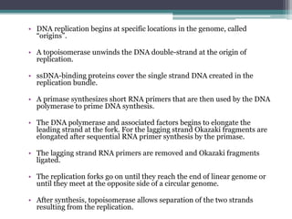 • DNA replication begins at specific locations in the genome, called
“origins”.
• A topoisomerase unwinds the DNA double-strand at the origin of
replication.
• ssDNA-binding proteins cover the single strand DNA created in the
replication bundle.
• A primase synthesizes short RNA primers that are then used by the DNA
polymerase to prime DNA synthesis.
• The DNA polymerase and associated factors begins to elongate the
leading strand at the fork. For the lagging strand Okazaki fragments are
elongated after sequential RNA primer synthesis by the primase.
• The lagging strand RNA primers are removed and Okazaki fragments
ligated.
• The replication forks go on until they reach the end of linear genome or
until they meet at the opposite side of a circular genome.
• After synthesis, topoisomerase allows separation of the two strands
resulting from the replication.
 