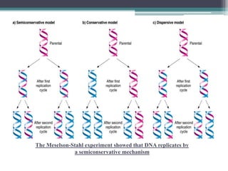 The Meselson-Stahl experiment showed that DNA replicates by
a semiconservative mechanism
 