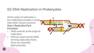 Dna replication | PDF