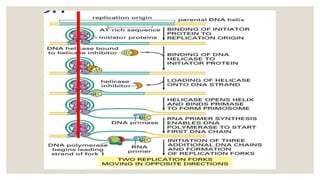 DNA Replication | PPTX