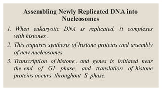 Assembling Newly Replicated DNA into
Nucleosomes
1. When eukaryotic DNA is replicated, it complexes
with histones .
2. This requires synthesis of histone proteins and assembly
of new nucleosomes
3. Transcription of histone . and genes is initiated near
the end of G1 phase, and translation of histone
proteins occurs throughout S phase.
 