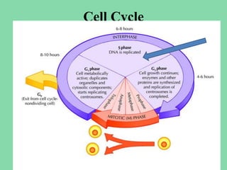 Cell Cycle
 
