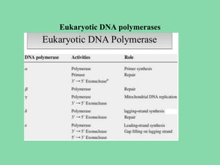 Eukaryotic DNA polymerases
 