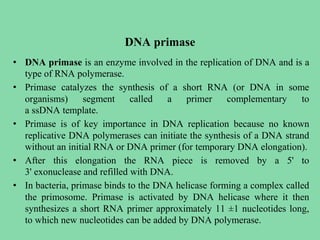 DNA primase
• DNA primase is an enzyme involved in the replication of DNA and is a
type of RNA polymerase.
• Primase catalyzes the synthesis of a short RNA (or DNA in some
organisms) segment called a primer complementary to
a ssDNA template.
• Primase is of key importance in DNA replication because no known
replicative DNA polymerases can initiate the synthesis of a DNA strand
without an initial RNA or DNA primer (for temporary DNA elongation).
• After this elongation the RNA piece is removed by a 5' to
3' exonuclease and refilled with DNA.
• In bacteria, primase binds to the DNA helicase forming a complex called
the primosome. Primase is activated by DNA helicase where it then
synthesizes a short RNA primer approximately 11 ±1 nucleotides long,
to which new nucleotides can be added by DNA polymerase.
 