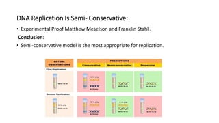 DNA Replication Is Semi- Conservative:
• Experimental Proof Matthew Meselson and Franklin Stahl .
Conclusion:
• Semi-conservative model is the most appropriate for replication.
 