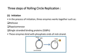 Three steps of Rolling Circle Replication :
(1) Initiation
• In the process of initiation, three enzymes works together such as:
Helicase
Topoisomerase
Single stranded binding proteins (SSBPs)
• These enzymes bind with phosphate ends of nick strand.
 