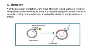 (2) Elongation
• In the process of elongation, 3’OH group of broken strand, work as a template.
The polymerase enzyme help to move in a circle for elongation, due to which it is
named as rolling circle mechanism. 5’ end will be displaced and grow like as a
thread.
 