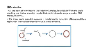 (3)Termination
• At the point of termination, the linear DNA molecule is cleaved from the circle
resulting in a double stranded circular DNA molecule and a single stranded DNA
molecule(ssDNA).
• The linear single stranded molecule is circularized by the action of ligase and then
replication to double stranded circular plasmid molecule.
 