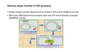 Various steps involve in this process:
• Firstly, Initiator protein Rep A bind to nicked 5’ OH end of ssDNA at ori site.
• After that DNA Polymerase enzyme bind with 3’P end of double stranded
(dsDNA)or ori site.
 