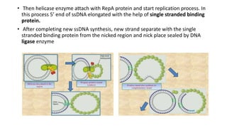 • Then helicase enzyme attach with RepA protein and start replication process. In
this process 5’ end of ssDNA elongated with the help of single stranded binding
protein.
• After completing new ssDNA synthesis, new strand separate with the single
stranded binding protein from the nicked region and nick place sealed by DNA
ligase enzyme
 