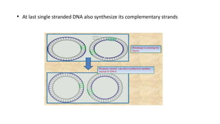 • At last single stranded DNA also synthesize its complementary strands
 