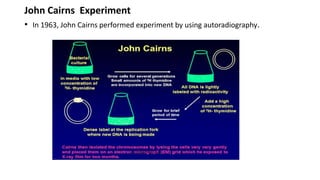 John Cairns Experiment
• In 1963, John Cairns performed experiment by using autoradiography.
 