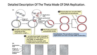 Detailed Description Of The Theta Mode Of DNA Replication.
 