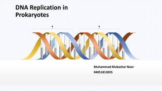 Muhammad Mubashar Noor
04051813035
DNA Replication in
Prokaryotes
 