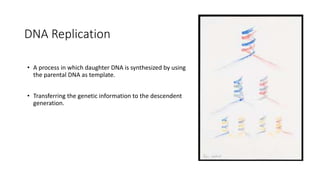 DNA Replication
• A process in which daughter DNA is synthesized by using
the parental DNA as template.
• Transferring the genetic information to the descendent
generation.
 