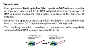 DNA A Protein
• It recognizes and binds up to four 9 bp repeats in Ori C to form a complex
of negatively supercoiled Ori C. DNA wrapped around a central core of
DNA A protein monomers. This process also requires the presence of
histones.
• Once the four bp repeats are occupied 20-40 additional DNA A monomers
bind so that entire Ori C region is complexes with DNA A protein.
• The resulting complex resembles a nucleosome with negatively
supercoiled Ori C DNA wrapped around a DNA core.
 
