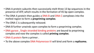• DNA A protein subunits then successively melt three 13 bp sequences in the
presence of ATP, which results in the formation of 45 bp open complex.
• The DNA A protein then guides a DNA B and DNA C complexes into the
melted region to form a prepriming complex.
• The DNA C is subsequently released.
• DNA B further unwinds open complex to form a prepriming complex.
• DNA gyrase , Single stranded binding proteins are bound to prepriming
complex and now the complex is called priming complex.
• DNA G protein form a primer .
• To the above complex DNA Polymerase III will bind and form a replisome.
 