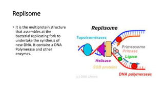 Replisome
• It is the multiprotein structure
that assembles at the
bacterial replicating fork to
undertake the synthesis of
new DNA. It contains a DNA
Polymerase and other
enzymes.
 