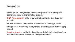 Elongation
• In this phase the synthesis of new daughter strands take place
complementary to the template strands.
• DNA Polymerase III is the enzyme that synthesize the daughter
strands.
• Primer is needed so that DNA Polymerase III can begin to act.
• This phase is marked by the synthesis of leading strand and lagging
strand.
• Leading strand is synthesized continuously in 5 to 3 direction along
the direction of the movement of replication fork.
 