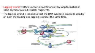 • Lagging strand synthesis occurs discontinuously by loop formation in
short segments called Okazaki fragments.
• The lagging strand is looped so that the DNA synthesis proceeds steadily
on both the leading and lagging strand at the same time.
 