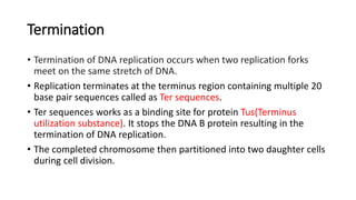 Termination
• Termination of DNA replication occurs when two replication forks
meet on the same stretch of DNA.
• Replication terminates at the terminus region containing multiple 20
base pair sequences called as Ter sequences.
• Ter sequences works as a binding site for protein Tus(Terminus
utilization substance). It stops the DNA B protein resulting in the
termination of DNA replication.
• The completed chromosome then partitioned into two daughter cells
during cell division.
 