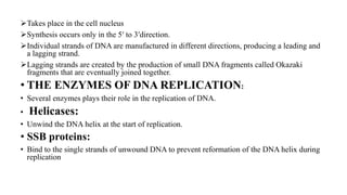 Takes place in the cell nucleus
Synthesis occurs only in the 5′ to 3′direction.
Individual strands of DNA are manufactured in different directions, producing a leading and
a lagging strand.
Lagging strands are created by the production of small DNA fragments called Okazaki
fragments that are eventually joined together.
• THE ENZYMES OF DNA REPLICATION:
• Several enzymes plays their role in the replication of DNA.
• Helicases:
• Unwind the DNA helix at the start of replication.
• SSB proteins:
• Bind to the single strands of unwound DNA to prevent reformation of the DNA helix during
replication
 
