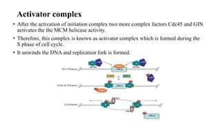 Activator complex
• After the activation of initiation complex two more complex factors Cdc45 and GIN
activates the the MCM helicase activity.
• Therefore, this complex is known as activator complex which is formed during the
S phase of cell cycle.
• It unwinds the DNA and replication fork is formed.
 