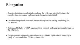 Elongation
• Once the initiation complex is formed and the cells pass into the S phase, the
complex then becomes a replisome and elongation is initiated.
• Once the elongation is initiated, it form the replication fork by unwinding the
DNA strand.
• As the double helix of DNA separates from one side and super coils are formed on
the other side.
• The problem of super coils comes in the way of DNA replication is solved by a
group of enzymes called DNA topoisomerase.
 