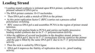 Leading Strand
• Leading strand synthesis is initiated upon RNA primer, synthesized by the
primase subunit of DNA pol α.
• The RNA primer contains 10-15 nucleotides.
• Then DNA pol α adds a stretch of DNA to the primer.
• At this point replication factor C (RFC) carries out a process called
polymerase switching.
• RFC removes DNA pol α and assembles PCNA in the region of primer strand
terminus.
• Then DNA pol epsilon binds to PCNA and carries out highly processive
leading strand synthesis due to its 5’- 3’ polymerization activity.
• After the addition of several nucleotides in the daughter strand, primer is
removed. DNA pol Є due to its 5’-3’ exonuclease activity removes the primer
,and the gap is filled by the same DNA pol Є due to its 5’-3’ polymerization
activity.
• Then the nick is sealed by DNA ligase
• DNA pol δ improves the fidelity of replication due to its , proof reading
activity.
 